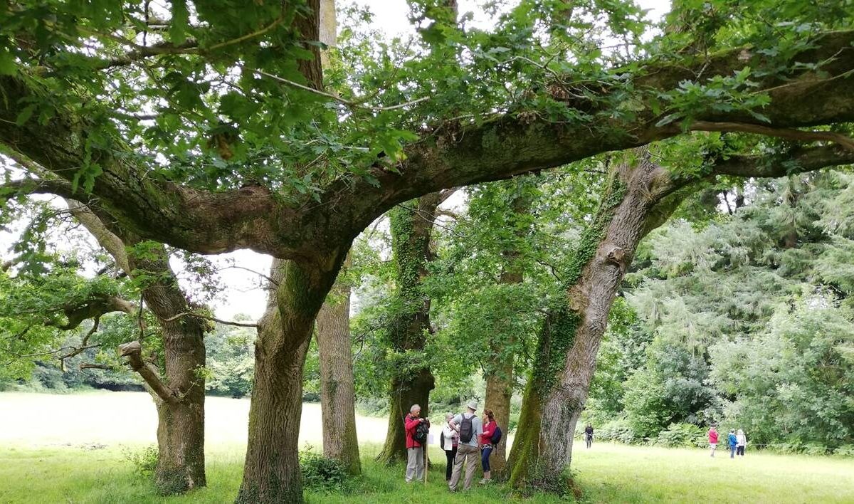 Arbres en Fête à Saint Pol et Mespaul