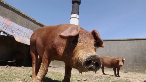 Bretagne, terre d’accueil des cochons