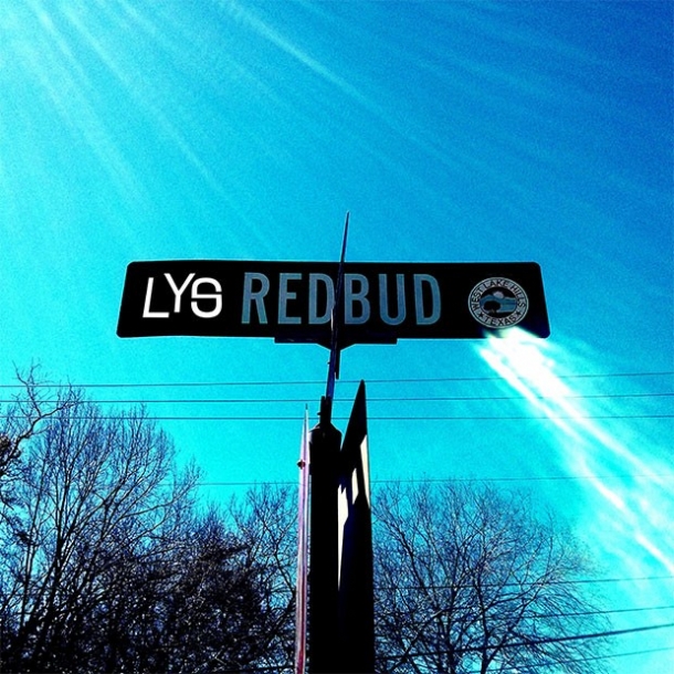 Lys « Redbud »