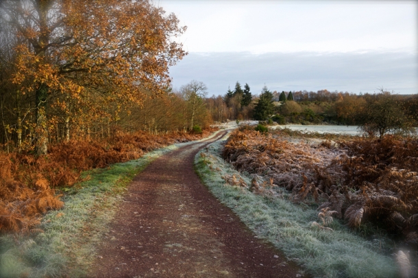 Brocéliande en hiver