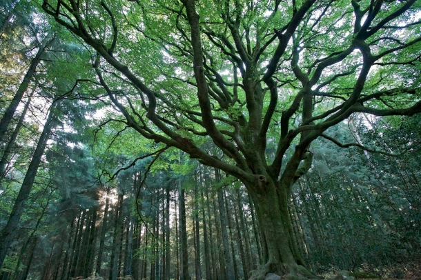 Brocéliande sur ses chemins de légendes