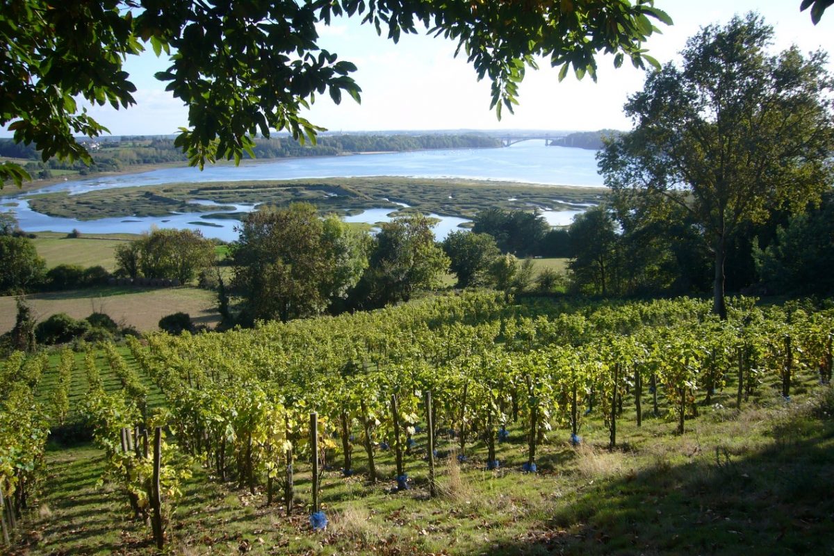 La renaissance du vignoble breton est une réalité en 2018
