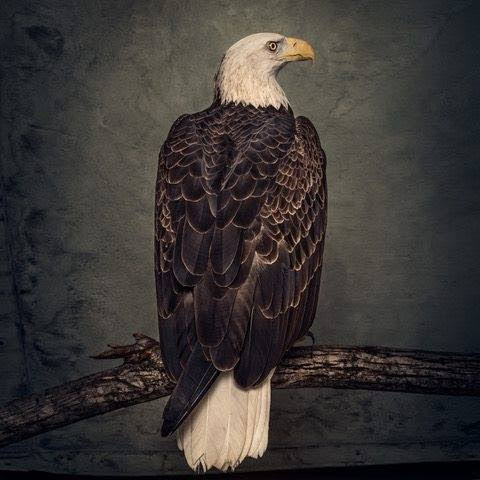 Clutch « Book of bad decisions »