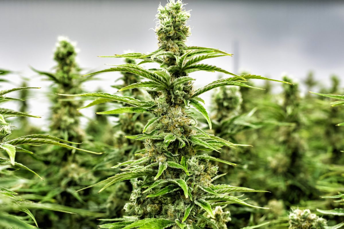 « la Bretagne légalise le cannabis »