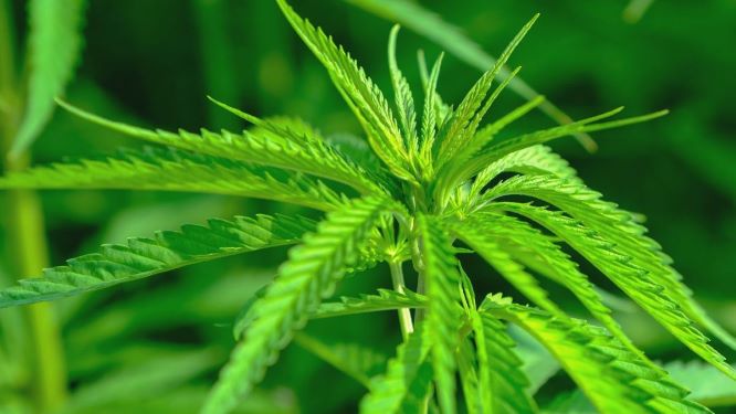 Rennes : Des contraventions pour les fumeurs de cannabis
