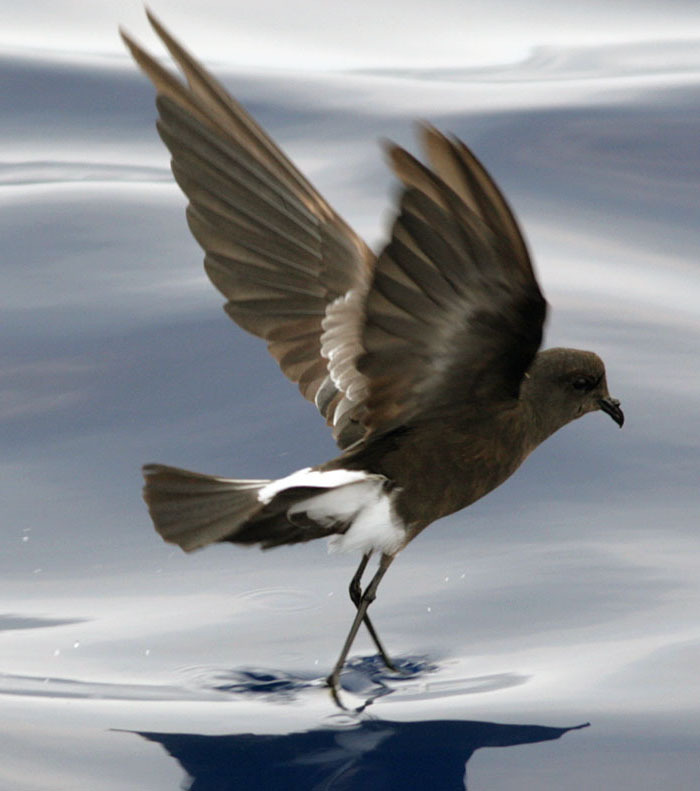 La Bretagne aux oiseaux