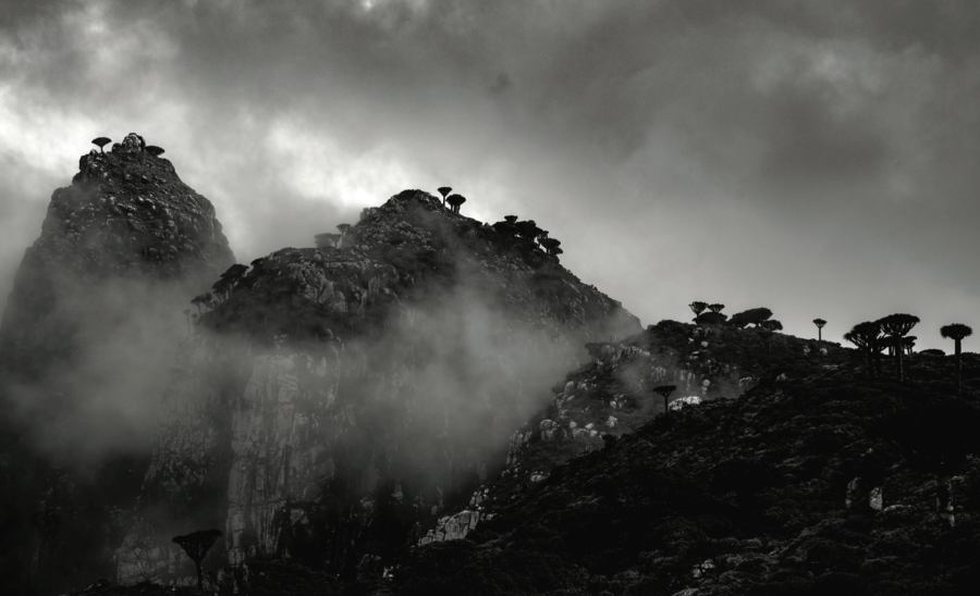 « Socotra – Des dragonniers et des hommes » : un livre de Benoît & Cécile Palusinski
